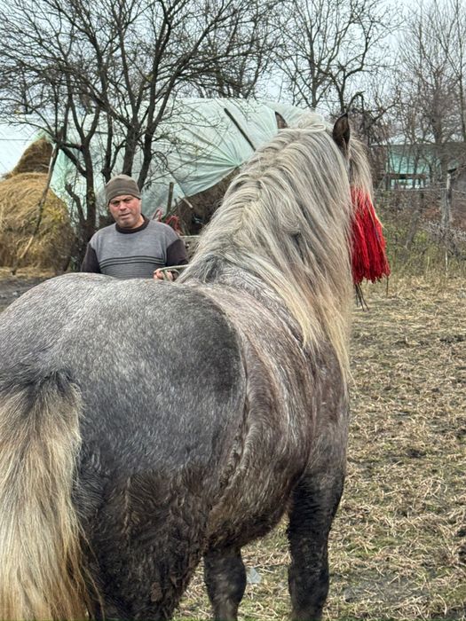 Harmăsar tânăr semigreu