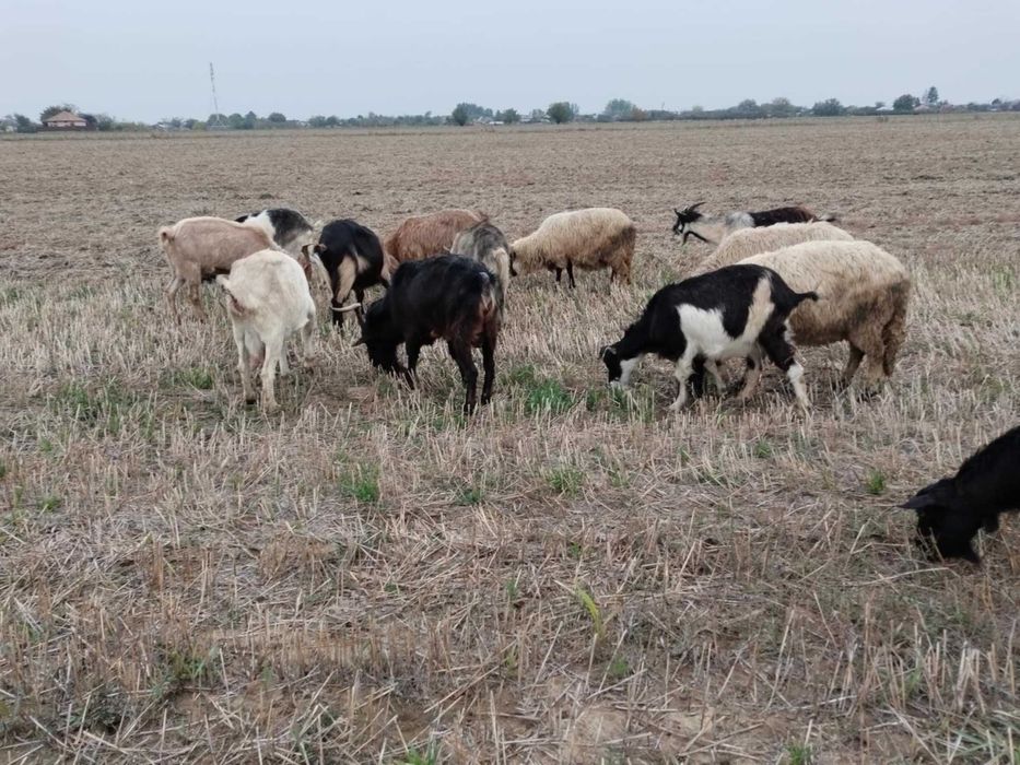Vând capre bune de lapte