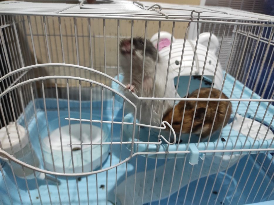 Продам двух хомячка