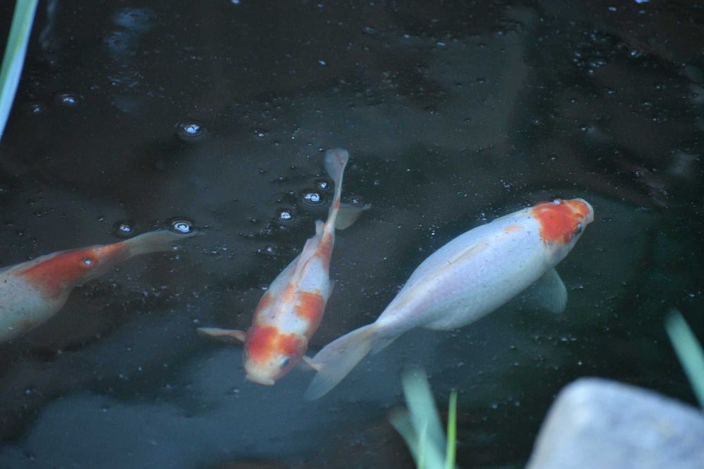 vand carasi aurii iaz