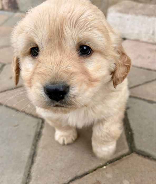 Donez trei căței proveniti din metis Labrador si Golden Retriever.