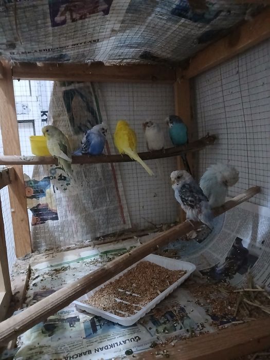 Popugaylar sotiladi donasi 80 ming babichka nar bor 250 ming