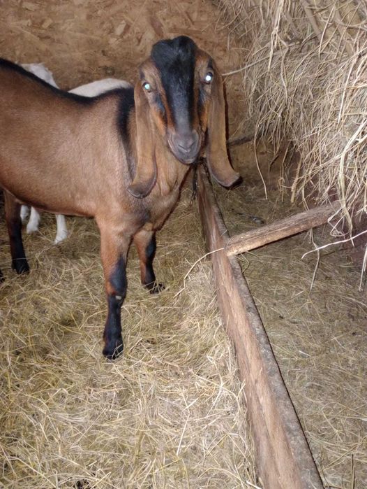 Vand tap anglonubian