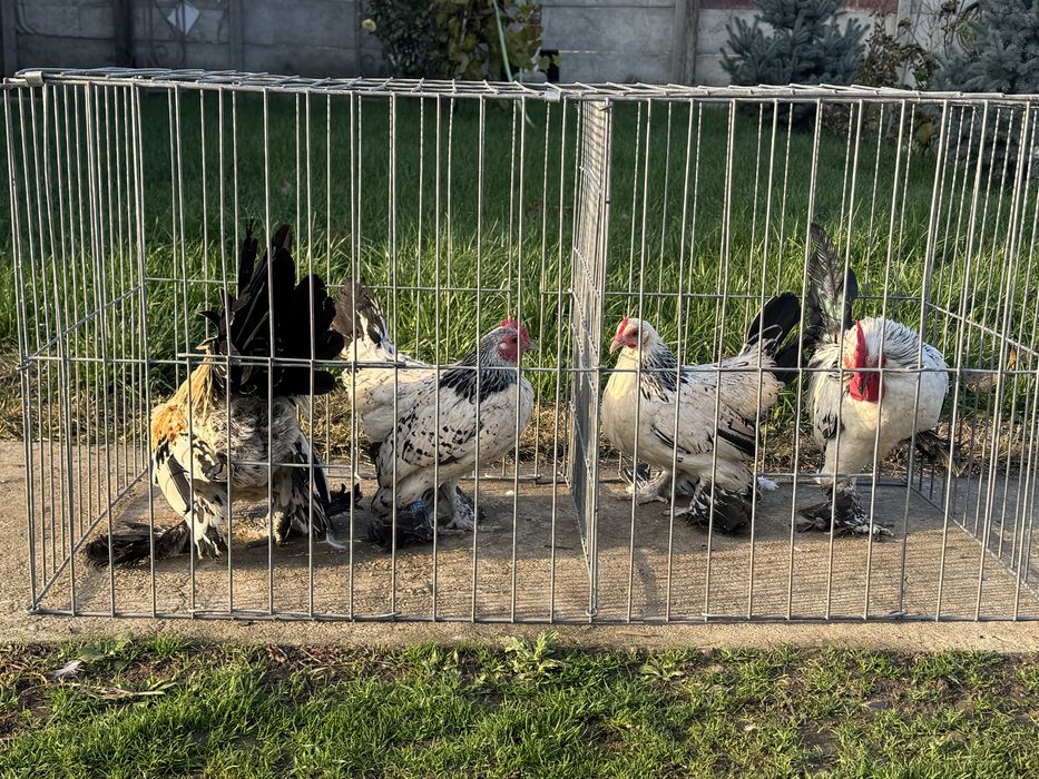 Pasari rasa pitica mii de flori tineret 2025 si pasari mature