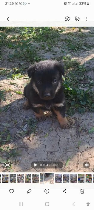 Щенки немецкий и восточной овчарки.