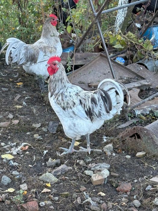 Cocosi Australorp 7 luni