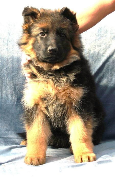 Щенки Немецкой овчарки