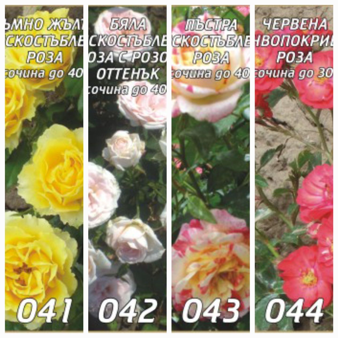 Рози за засаждане които се прихващат