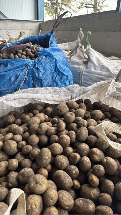 Cartofi animale( substas) porci