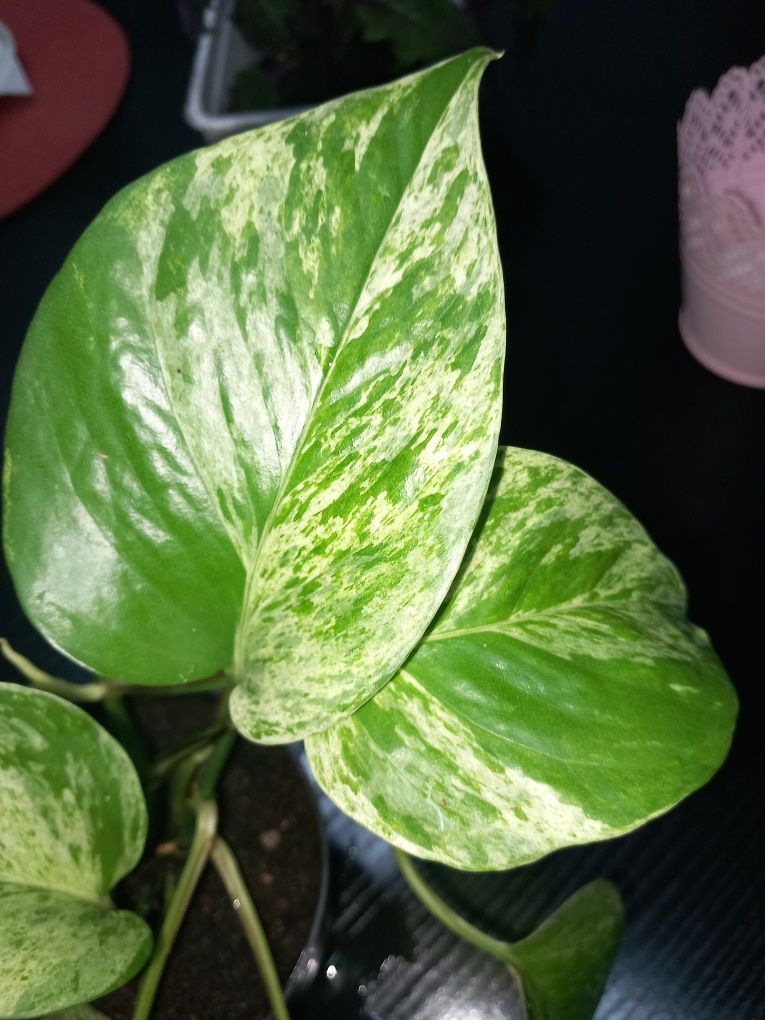 Pothos (epiprenum) - planta de interior