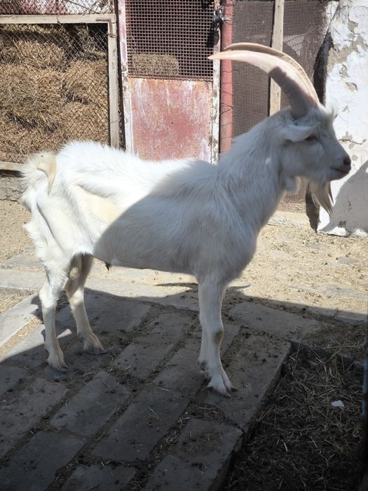 Оптом ешкілер сатылады