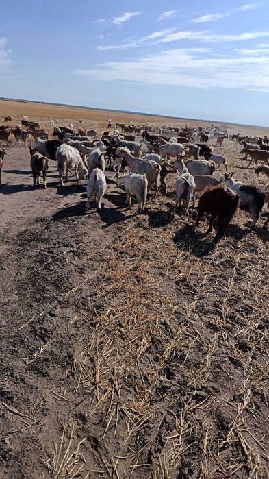 Se vinde turma capre