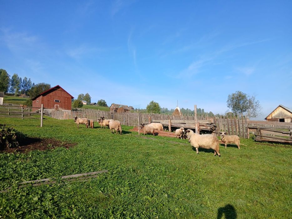 Vand sau schimb 5 oi și 4 milute