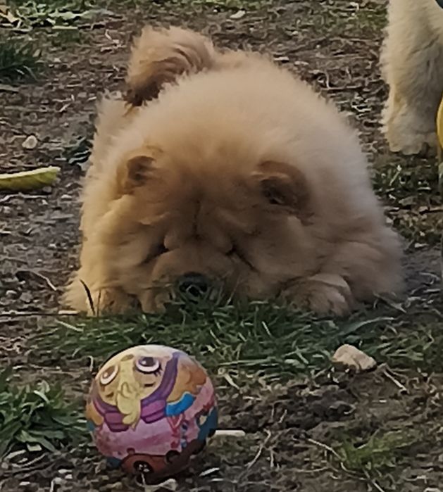 CHOW CHOW rosu cu pedigree