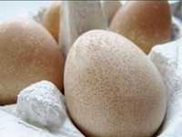Ouă de bibilică de casă