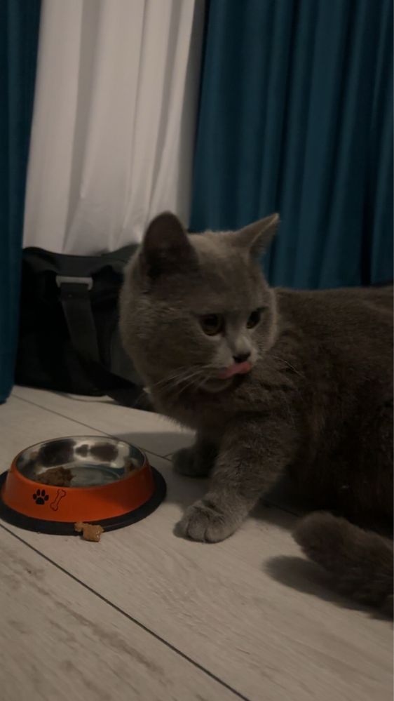 Adoptie Pisica gasita pe strada  British Shorthair