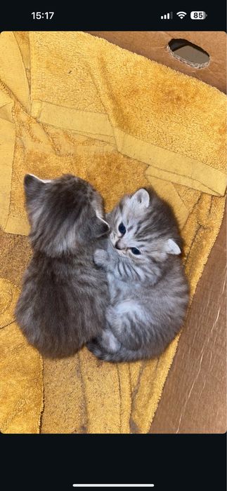 Шотландские котята