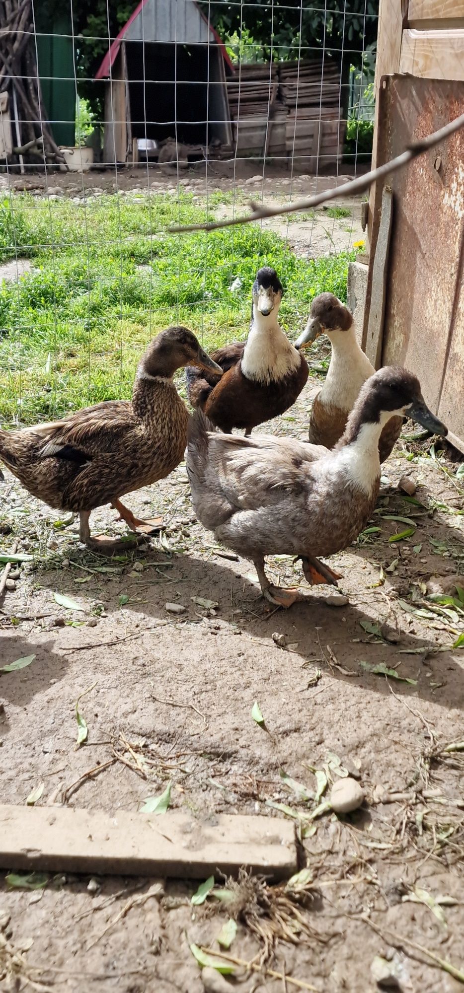 Familie rațe românești