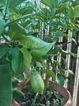 Portocal ,Lămâi, Kumquat, Cedro și Calamondin la ghiveci