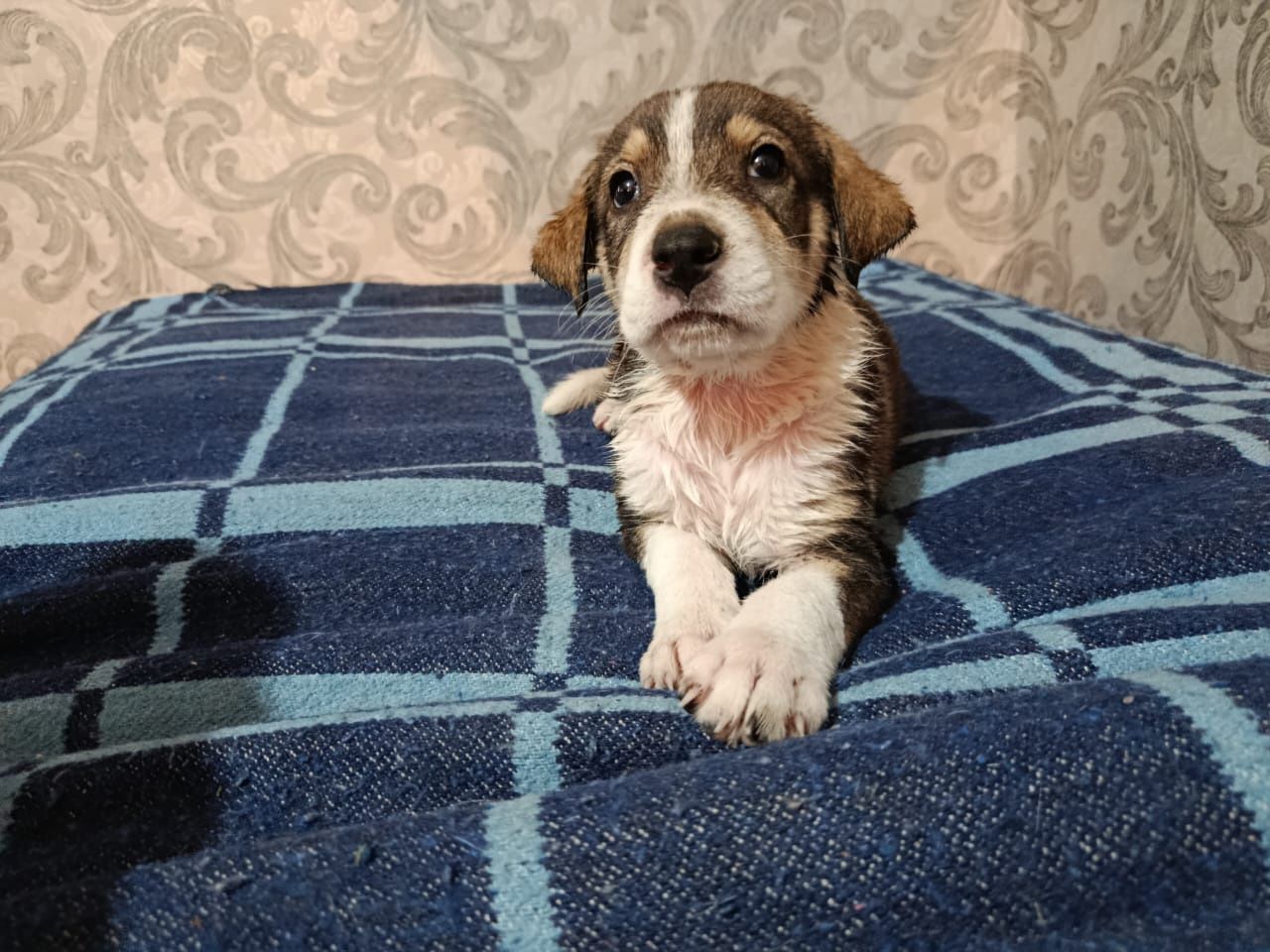 Щенята, семь малышей
