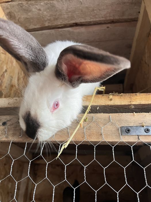 Iepuroi uriasi de transilvania