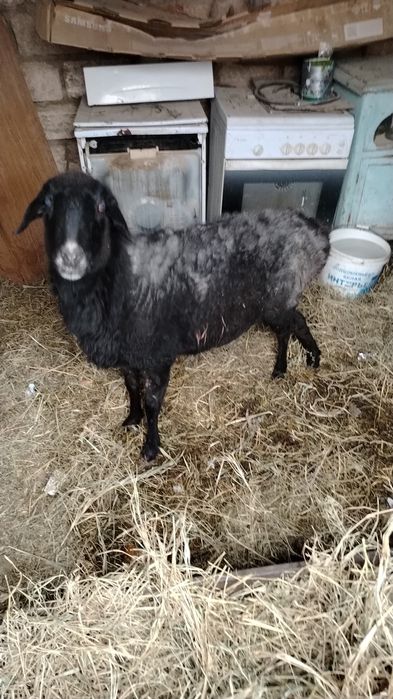 Кой сатылады Жемделген