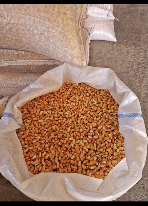 Vând porumb ,grâu,orz,ovăz,uruială!