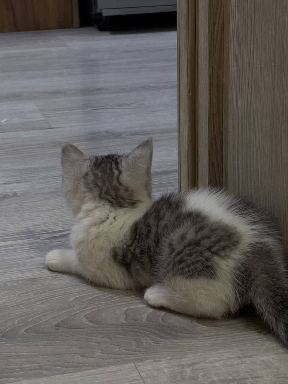 Продается Чистокровная Скоттиш страйт