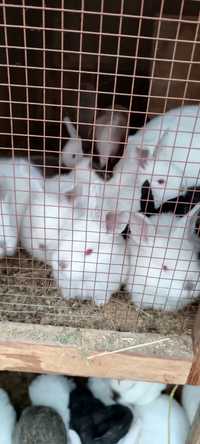 Продаются домашние крольчата