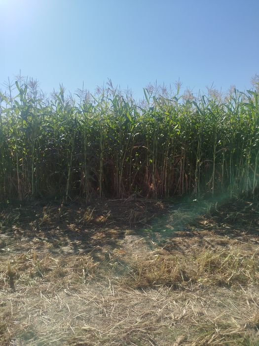 Silos,senaj,силос,Уриб берамиз