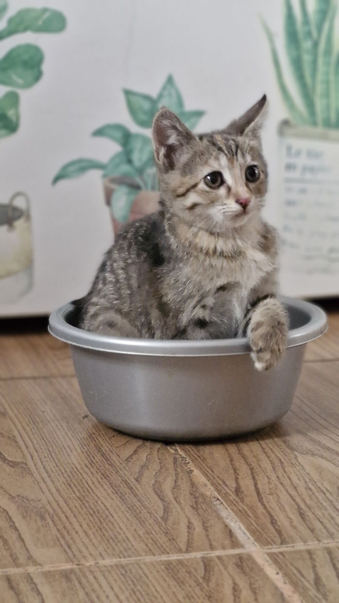 Котёнок. Девочка.