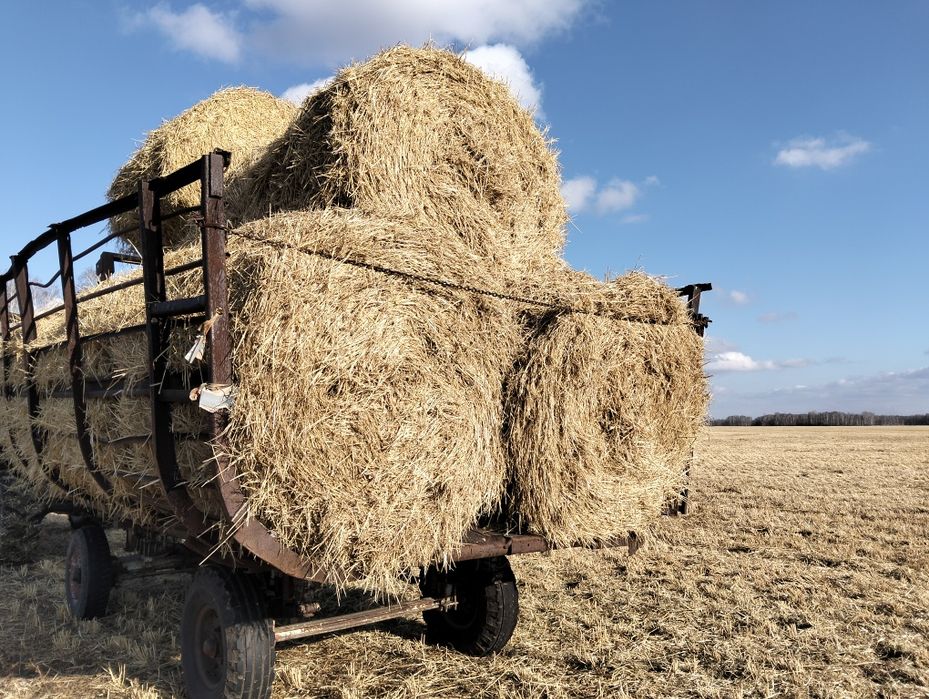 Продам ячменную солому.