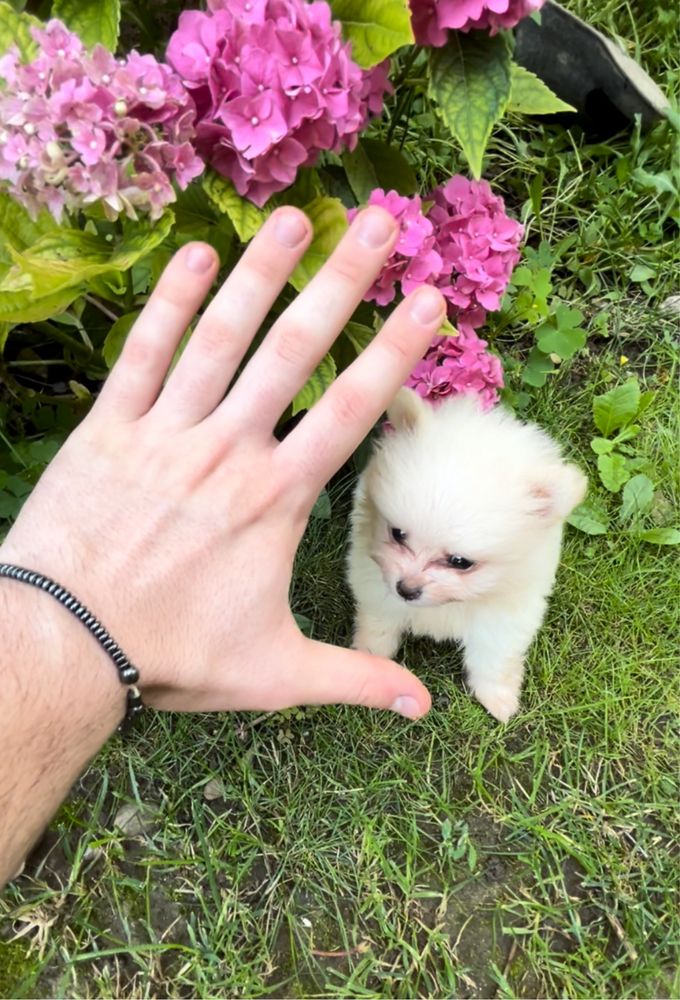 Pomeranian mascul, alb, talie mica