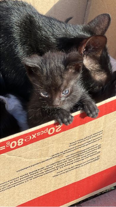 Pisoi draguti pentru adoptie , doi sunt negri si unu alb cu negru .