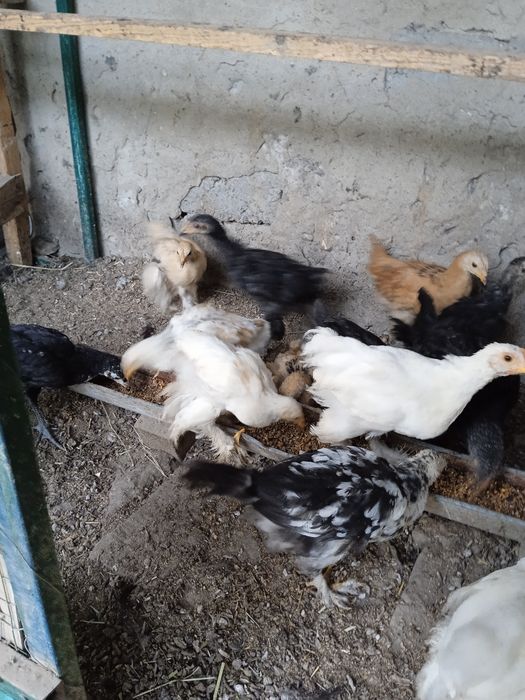 Продаются циплята куры брама
