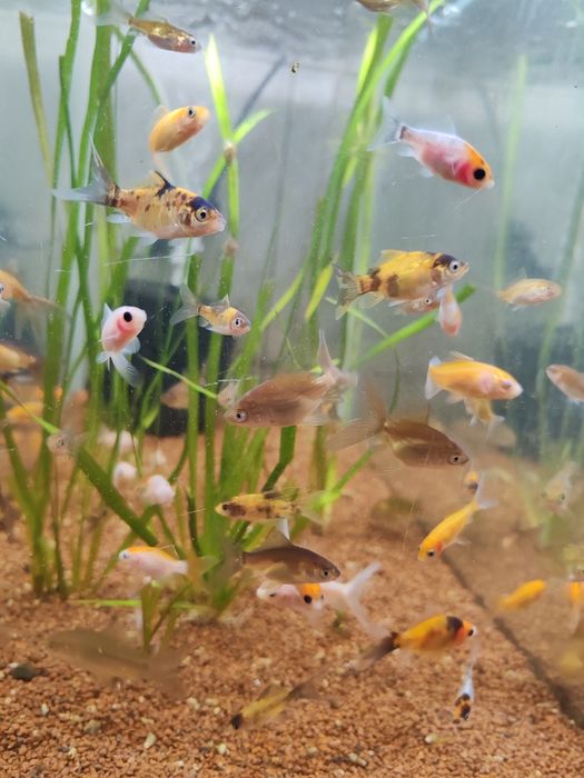 Carasi iaz :aurii, oranda, negru telescopic, calico