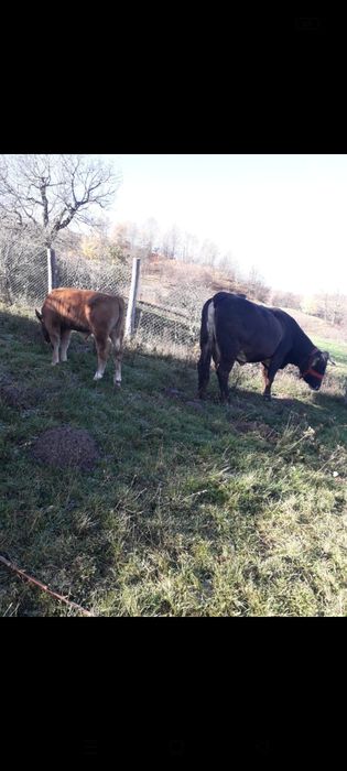Vaca cu vițel de vânzare.