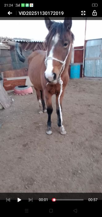 Ассалаумағалейкум байтал сатылады