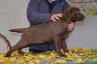 Femeluta Labrador cu Pedigree A, 4 luni