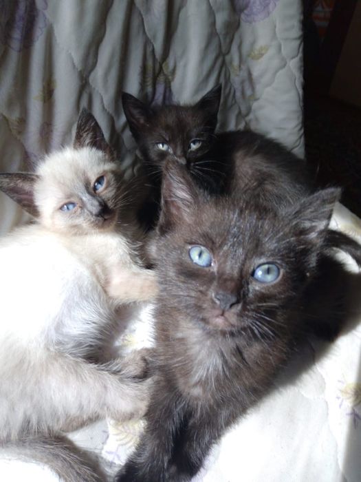 Отдам котят в хорошие руки