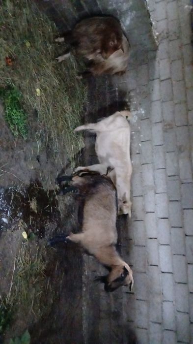 Se vinde 2 capre si o iada