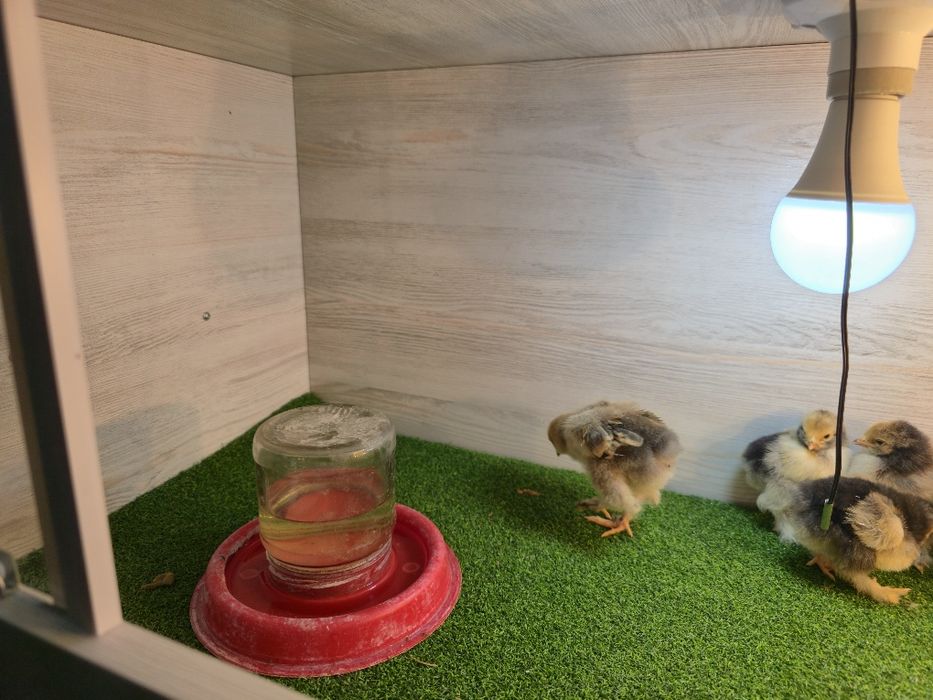 Bruder  Брудер zamonaviy