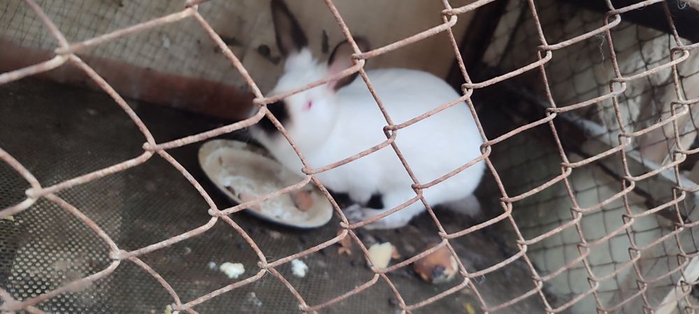 Quyonlar sotiladi. Продаются кролики!