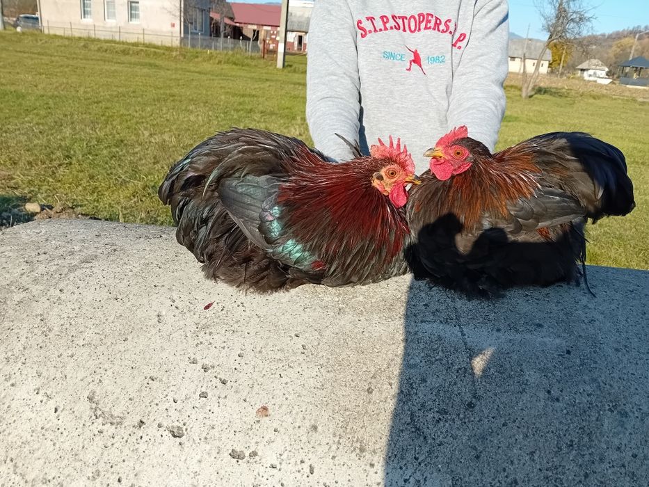 Vând  cocoș cochinchina pitic de anul acesta