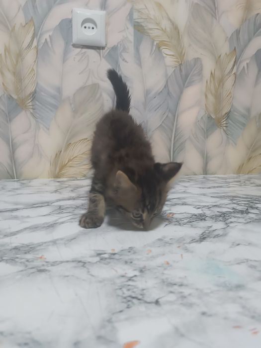 Отдам котенка осталась одна