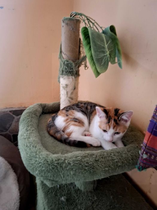 Adoptie pisicei, 2 femele calico