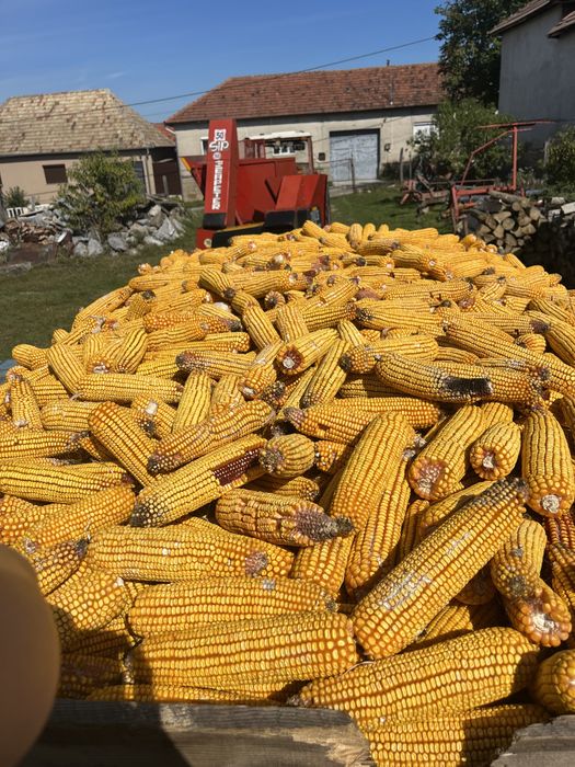 Vand porumb 1,2 lei kg