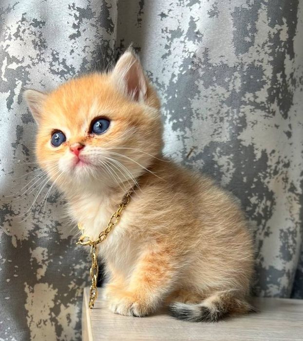 Zalatistiy shinshila brutan sotiladi