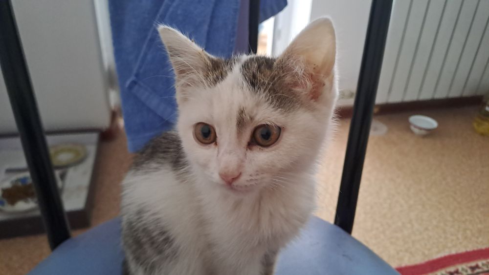 Отдам котёнка в добрые руки