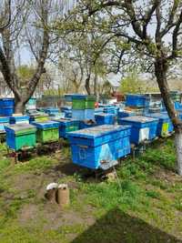Vânzare Familii de albine - 20 bucati
